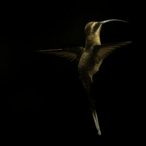 The art of flying - fine art collection of hummingbirds - Birdphotography