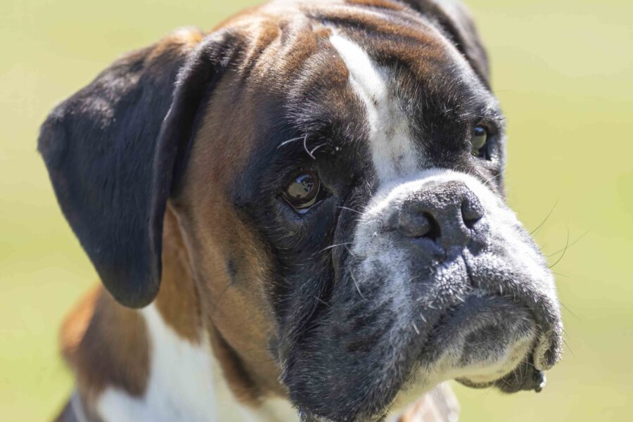 Pet photoshoot Amsterdam - Boxer Spike