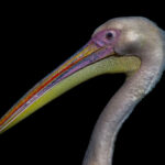 All Colors, Roze Pelicaan