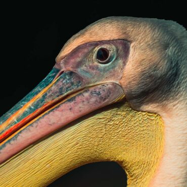 Roze pelikaan in close-up