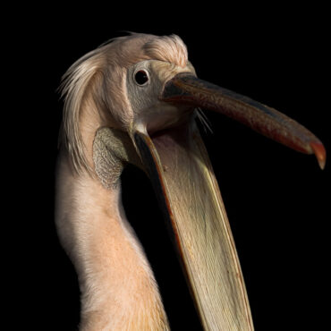 Hongerige en schreeuwende pelikaan