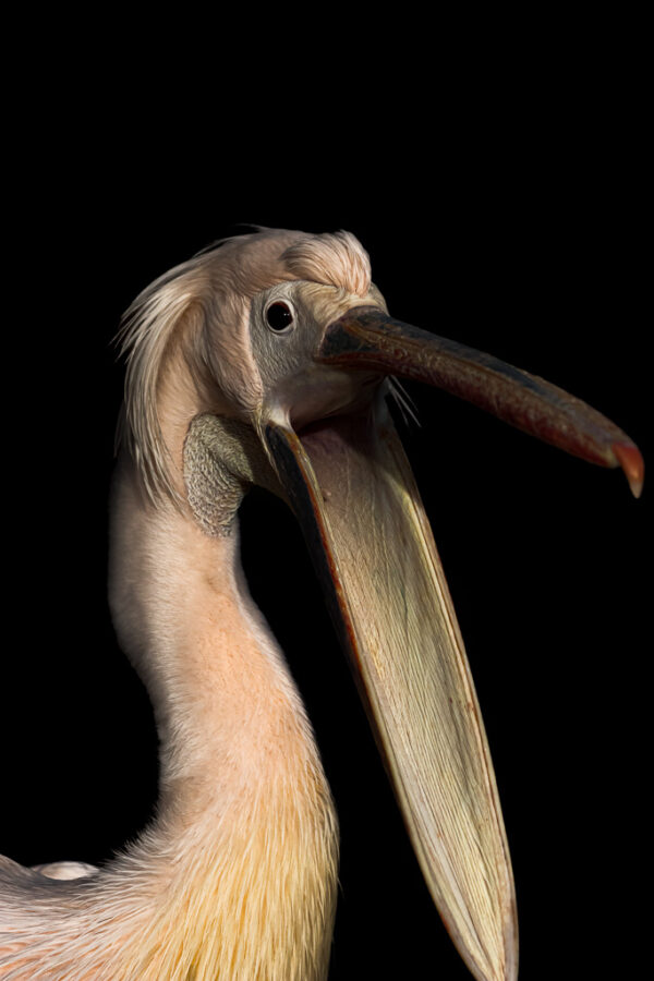 Hongerige en schreeuwende pelikaan