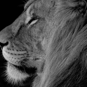 Portret van een leeuw (zwart-wit)