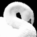 Zwanendroom - Zwart/Wit close-up van een zwaan