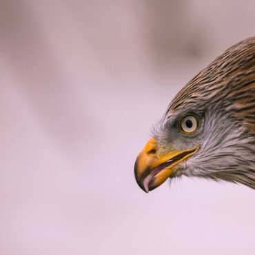 Artwork of a red kite