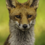 Liefde op het eerste gezicht