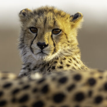 Cheeta jong - RS Photo Art - Wildlife