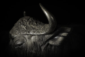 Buffel fotokunst of schilderij op poster, dibond, fine art of acrylglas