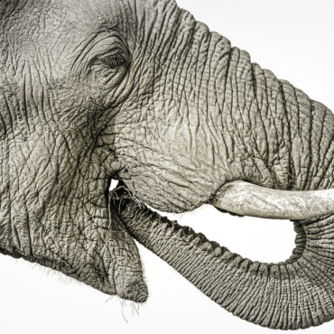 Elephant Art - Olifant - Fine Art print - RS Photo Art