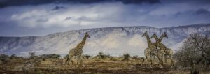 Giraffes op uitgestrekte vlaktes - RS Photo Art