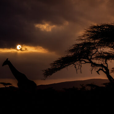 Afrikaanse zonsondergang met giraffe