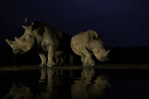 Rhino in the dark - Neushoorn in de nacht - Zuid Afrika - RS Photo Art