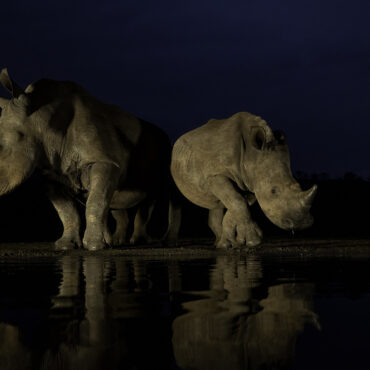 Rhino in the dark - Neushoorn in de nacht - Zuid Afrika - RS Photo Art