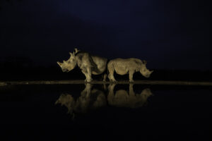 Neushoorn - Nachtfotografie - Wildlife - RS Photo Art