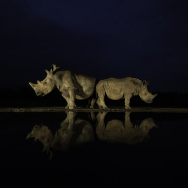 Neushoorn - Nachtfotografie - Wildlife - RS Photo Art