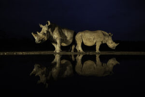 Watch my back - Rhino, Neushoorn, RS Photo Art Fotokunst voor aan de muur
