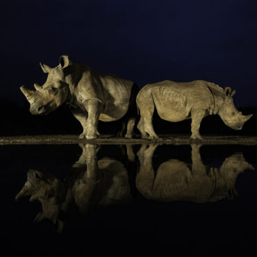Watch my back - Rhino, Neushoorn, RS Photo Art Fotokunst voor aan de muur