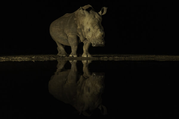 Neushoorn - Rhino - RS Photo Art