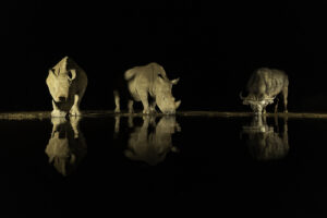 Neushoorn - Rhino - RS Photo Art