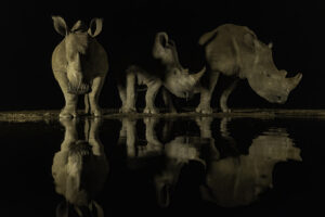 Neushoorn - Rhino - Nachtfotografie - RS Photo Art