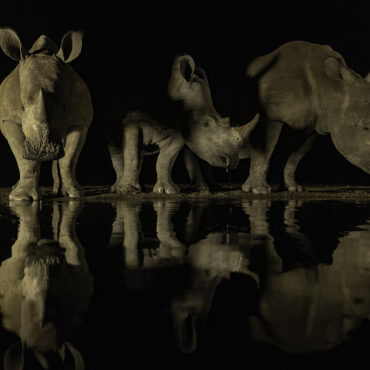 Neushoorn - Rhino - Nachtfotografie - RS Photo Art