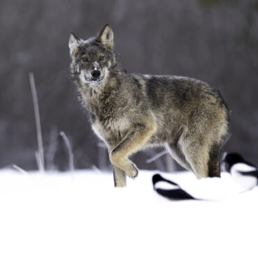 Wilde wolf in de sneeuw - RS Photo Art