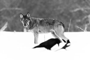 Wolf in de sneeuw - Fine Art - RS Photo Art