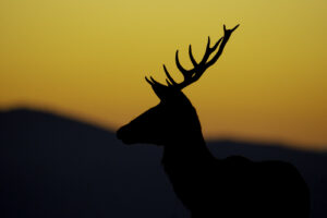 Deer at Sunrise in backlight - RS Photo Art - You can only waste time when you forget to enjoy