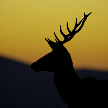 Deer at Sunrise in backlight - RS Photo Art - You can only waste time when you forget to enjoy