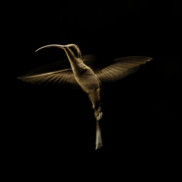 Kolibrie - The art of flying - RS Photo Art