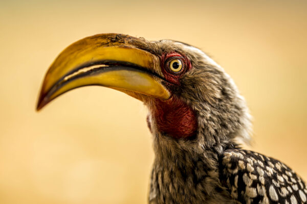 Crazy Hornbill - Brutale neushoornvogel