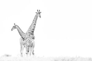 Gewoon giraffen