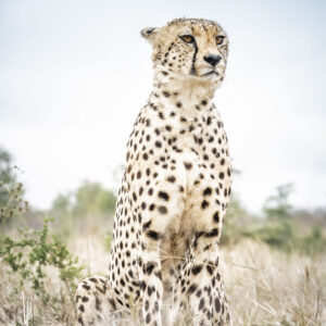 Cheeta in de houding