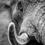 Close enough - Elephant - wildlife - Olifant