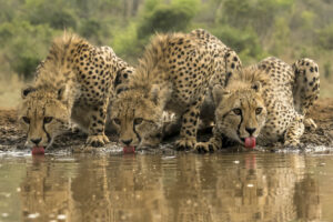 De drie zusjes - Cheeta