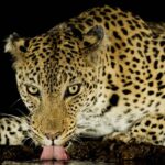 dorstige luipaard - A thirsty leopard