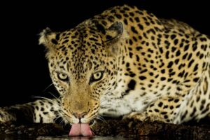 dorstige luipaard - A thirsty leopard