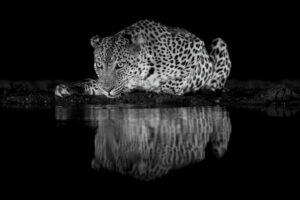 Luipaard in de nacht (2)