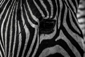 Oog van een zebra