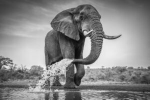 Waterpret - Olifant