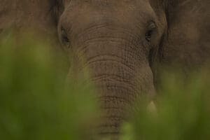 Dieren fotograferen op reis - 10 tips