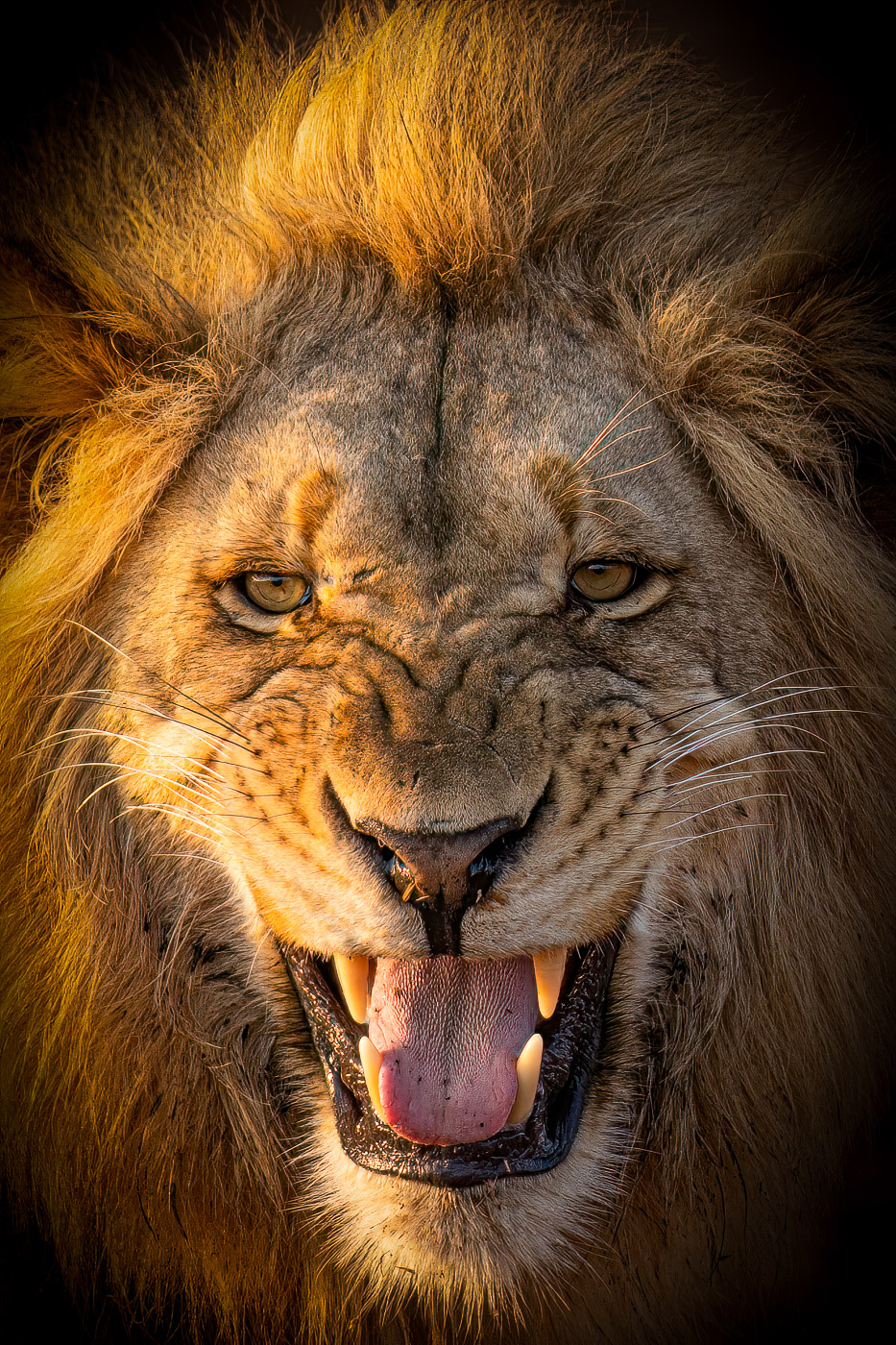 De extreme kracht van de leeuw in close-up