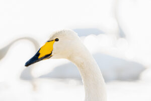 Elegant Curves; High key uitvoering in de collectie wilde zwanen