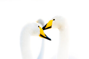 Elegant Curves - Wilde zwaan; High key uitvoering in de collectie wilde zwanen