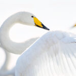 Wilde zwanen - Elegant Curves; High-key fotografie inclusief tips and tricks bij wildlife