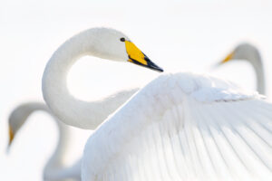 Wilde zwanen - Elegant Curves; High-key fotografie inclusief tips and tricks bij wildlife