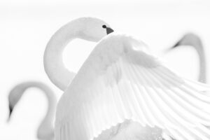 Elegant Curves - High key uitvoering in de collectie wilde zwanen