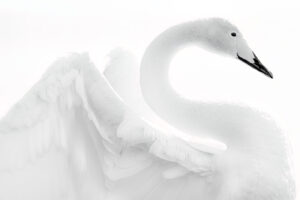 Elegant curves; High key uitvoering in de collectie wilde zwanen
