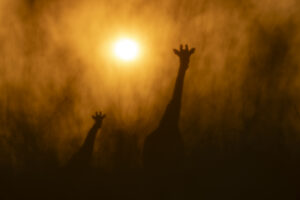 Fine Art prints bestellen bij RS Photo Art: Giraf in backlight, Zuid-Afrika