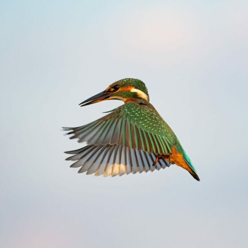 Workshop vogelfotografie, ijsvogel in vlucht - magnifique kleuren